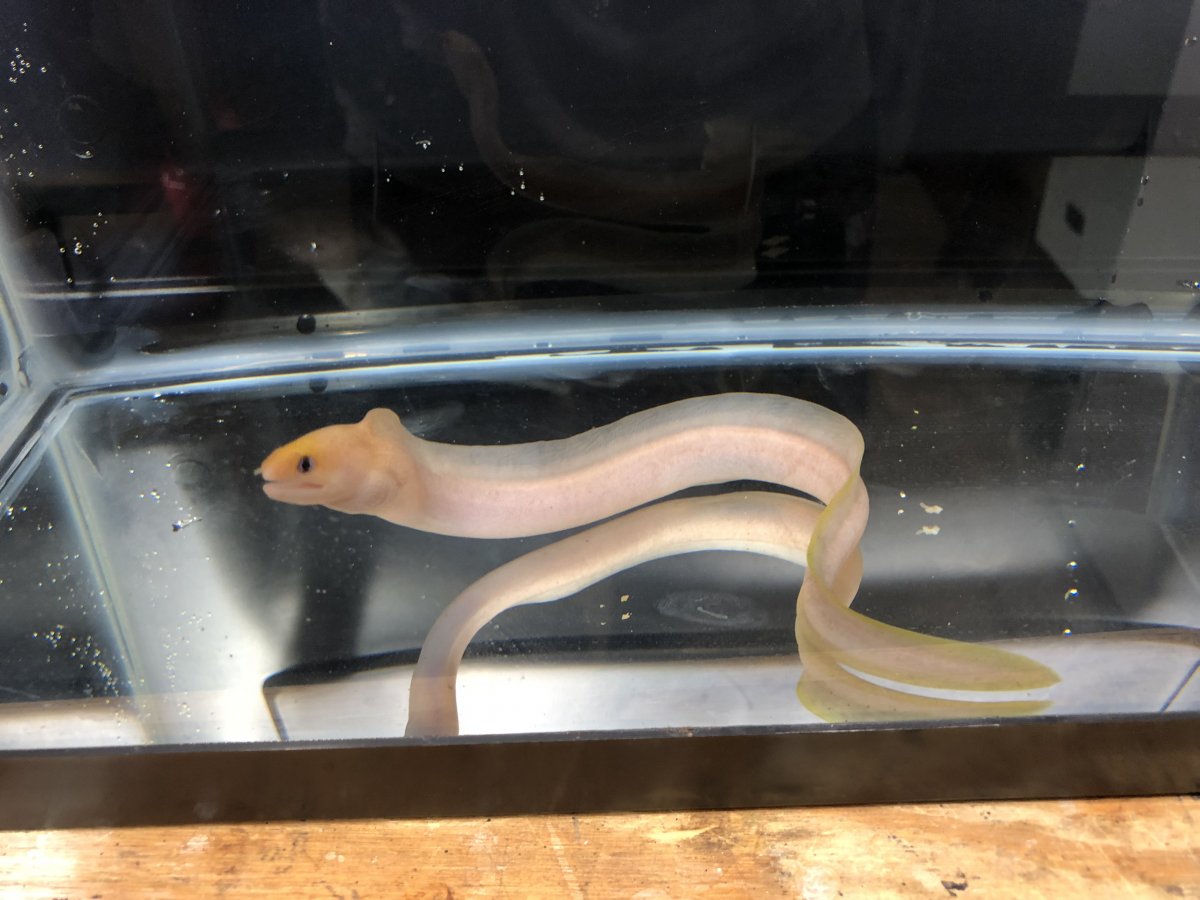 North Carolina - SOLD - Dwarf Golden Moray Eel | Reef2Reef