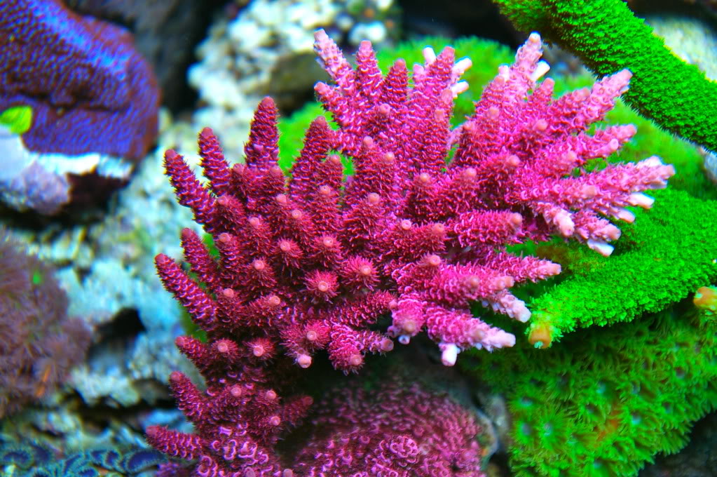 red planet sps coral image via reef2reef member. 
