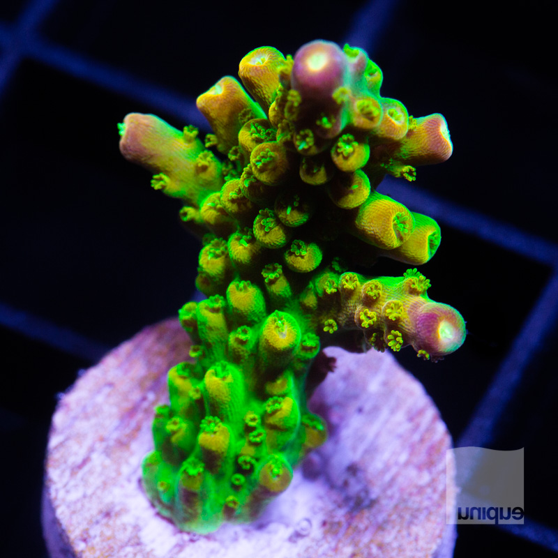 Happy 2022! 1st Reef2Reef FlashSale of the year- Sun Jan 9th 10am - 6pm ...