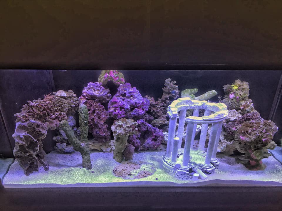 Reef Scene Deco Art Aquarium Artificial Coral Ornaments MI126 New 