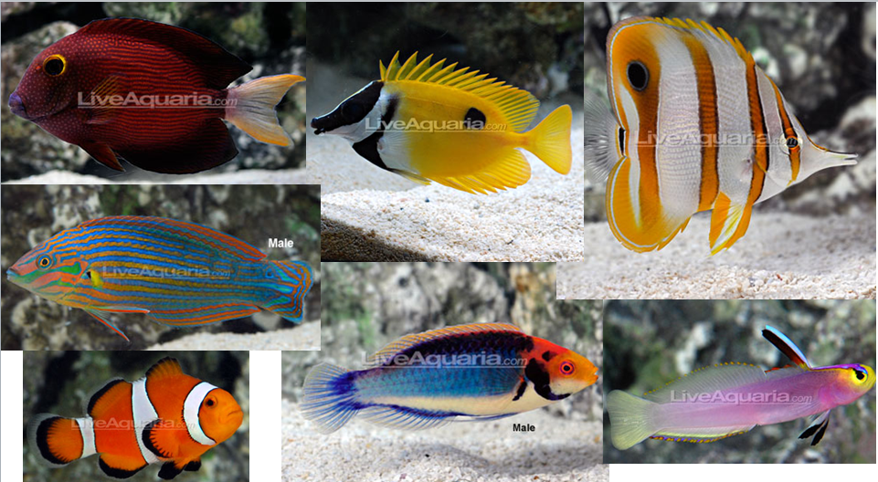 90g fish.PNG