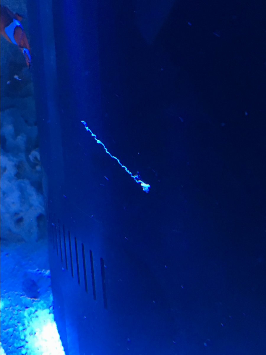 Couple weird things in my tank.... | Reef2Reef