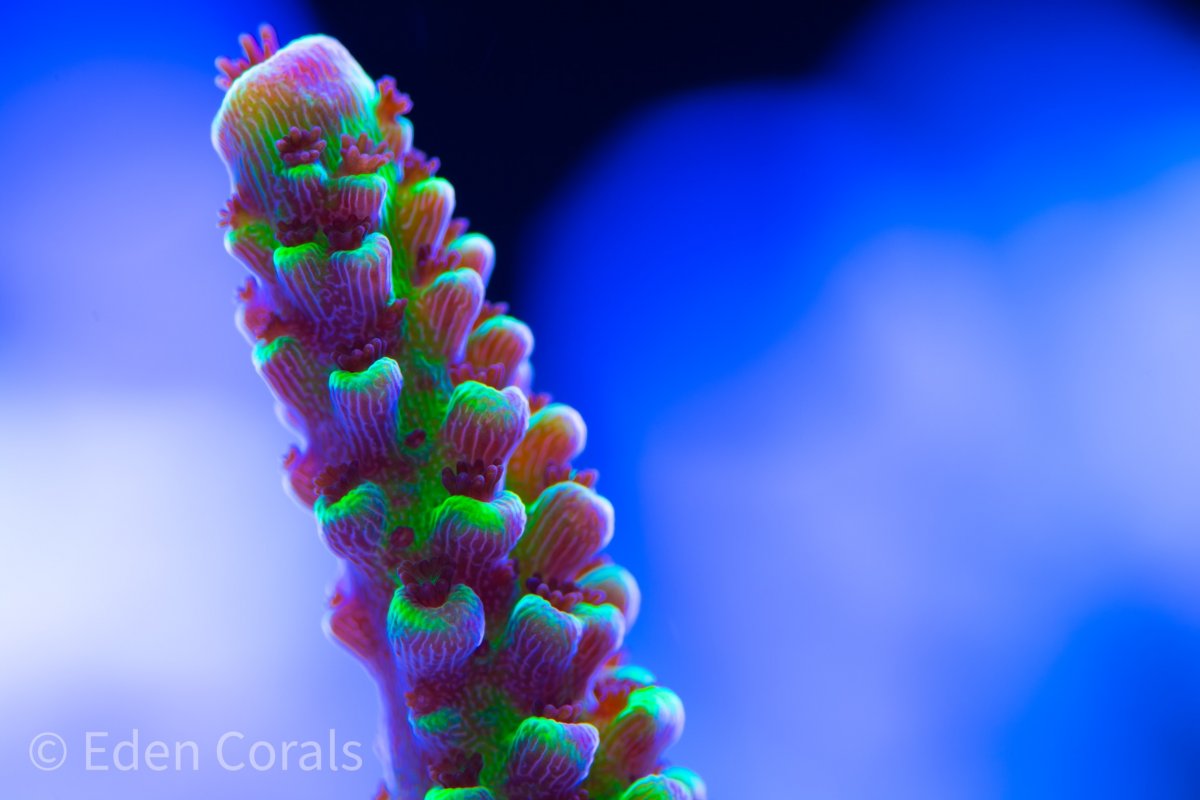 910A9F7B-B0C5-4682-B4DF-7543A2D7101B.jpeg
