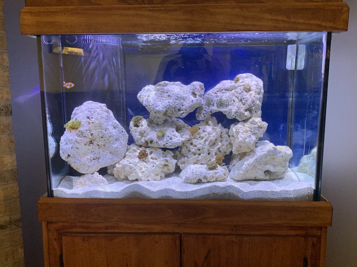 Protein skimmers useful hot sale in freshwater aquariums