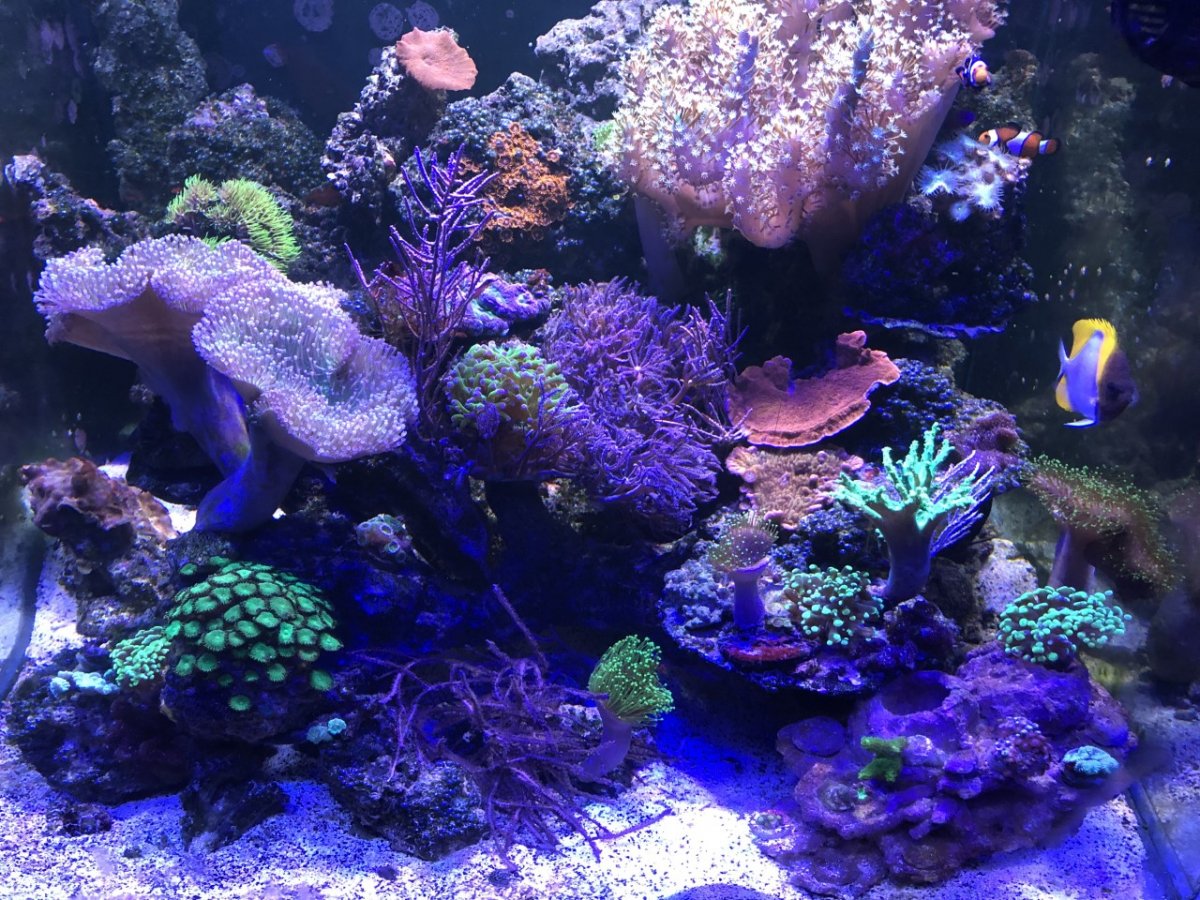 93 cube corals6.jpg