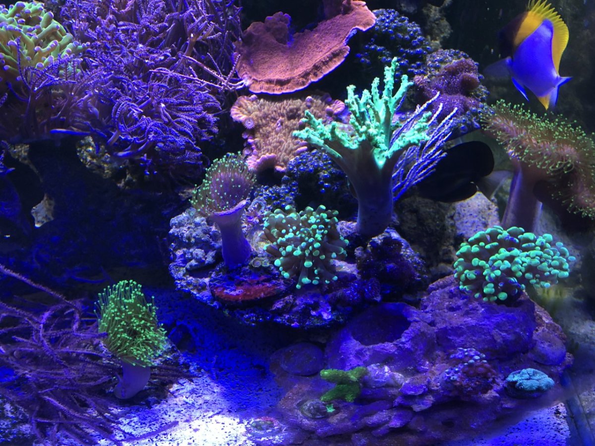 93 cube corals7.jpg