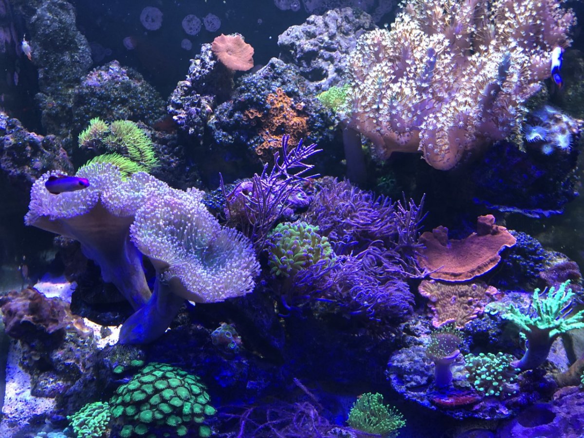 93 cube corals9.jpg