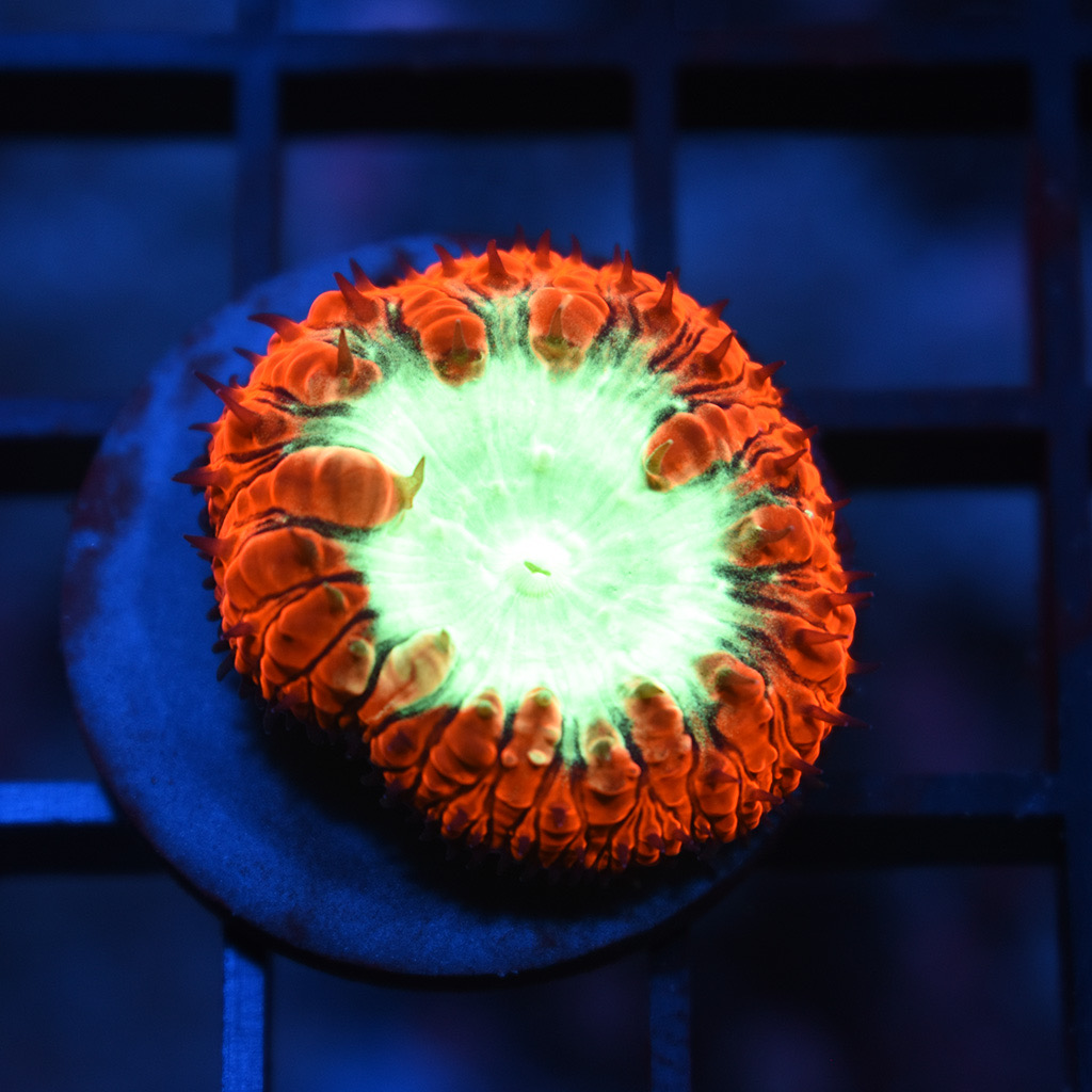 934FCCD0-6BEE-46CA-A64D-61759F7661E1.jpeg