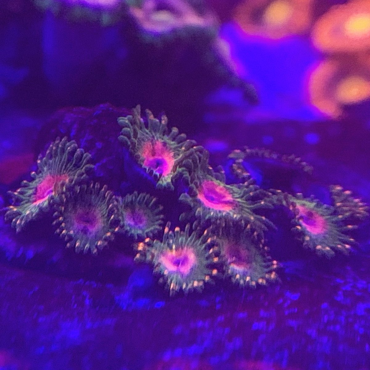 93A79AD3-1DC4-4F0A-A949-37DF2F050DF4.jpeg