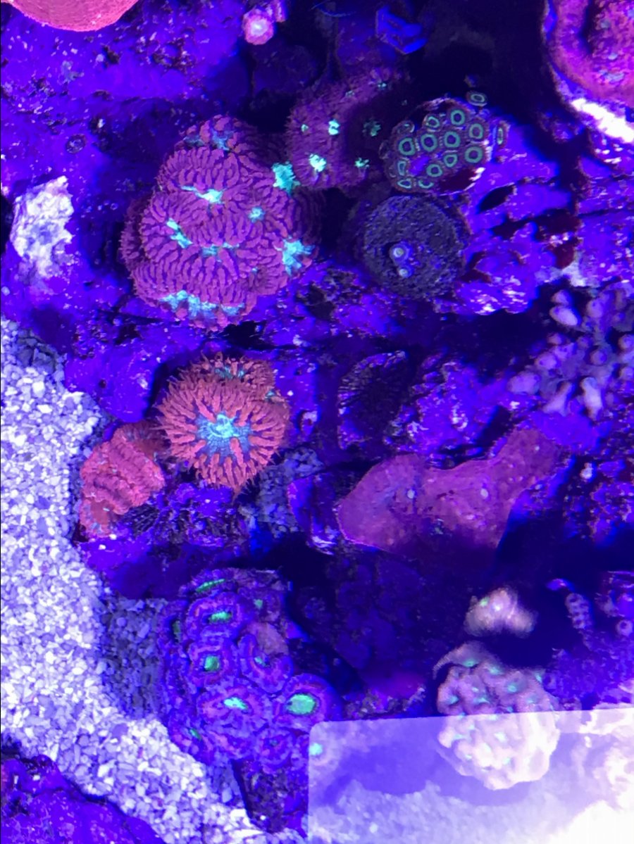 943995D9-121C-4583-BF7E-4155D9B54520.jpeg