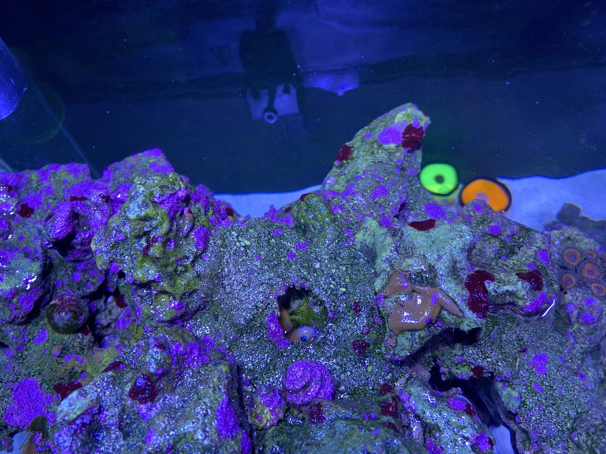 Red spots cyano? | Reef2Reef