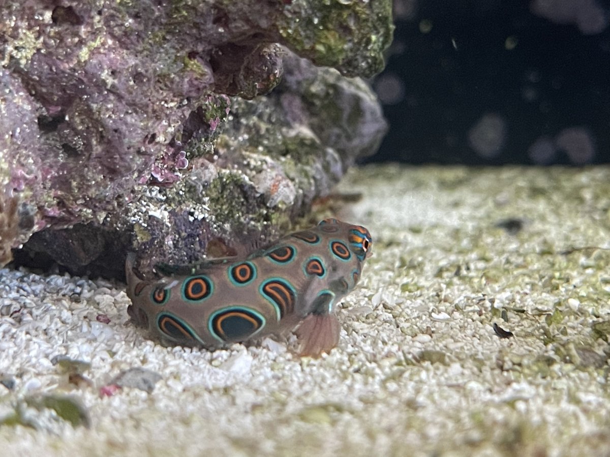 The Magic of Our Reef Community: Share what keeps you coming back to ...