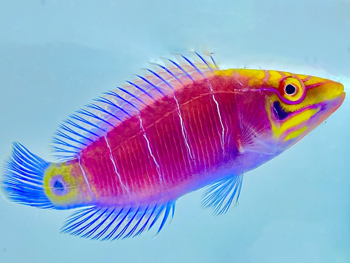 QUESTION OF THE DAY - How long should your saltwater aquarium fish stay ...