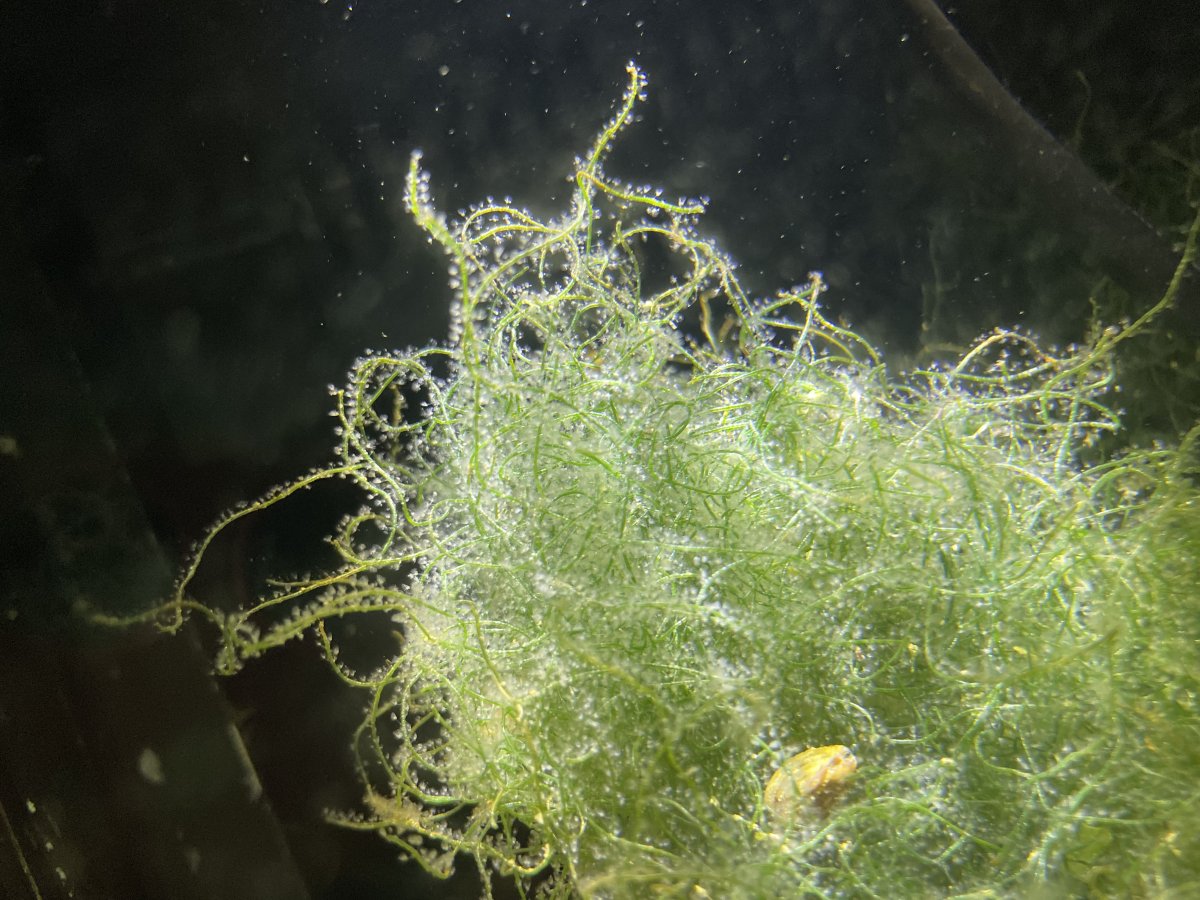 What’s on my cheato? | Reef2Reef