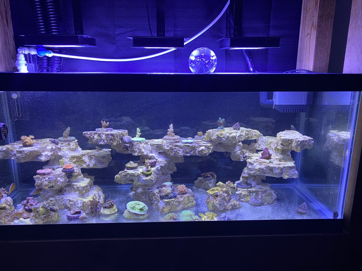 Build Thread - MoshJosh’s 20 gallon reef with above tank “sump ...