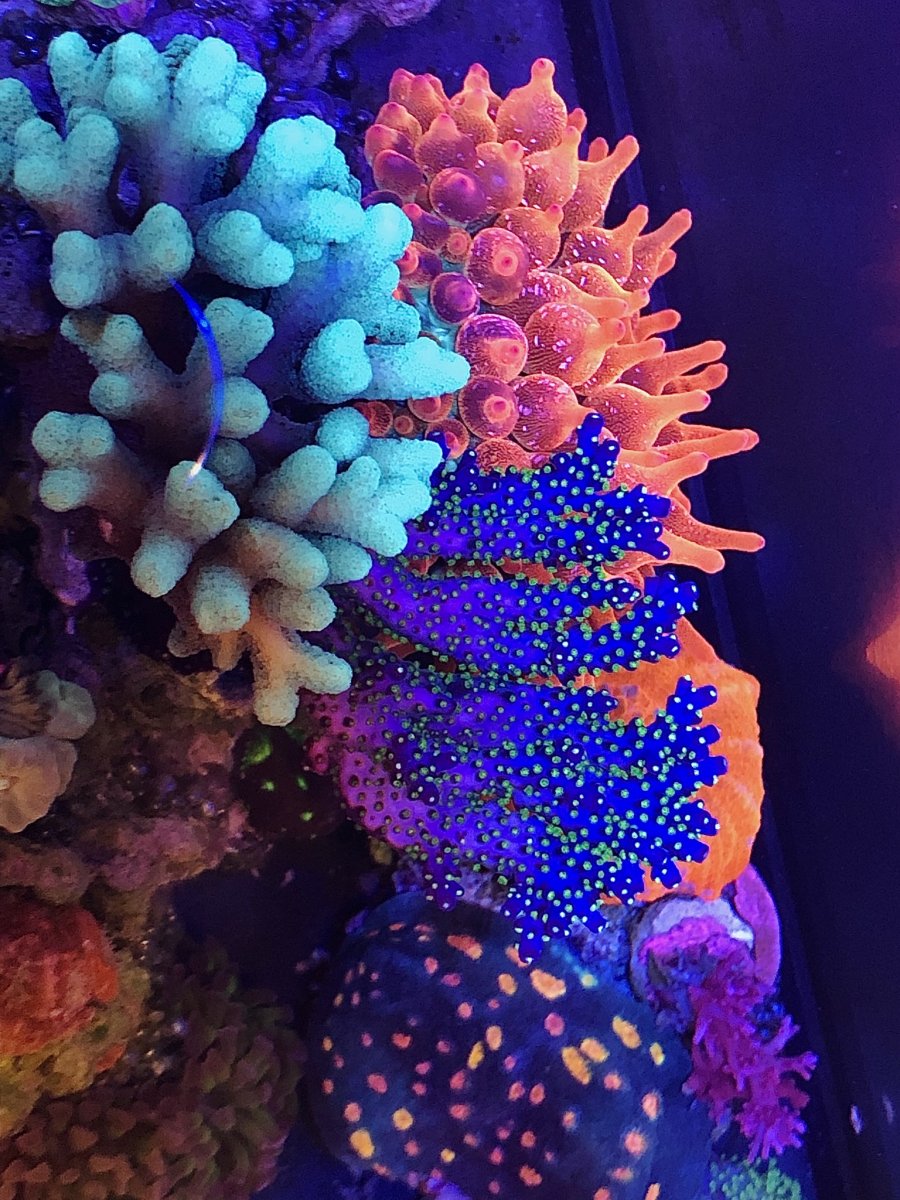 97BF867D-7D77-4037-89F4-AE44B26BC93D.jpeg