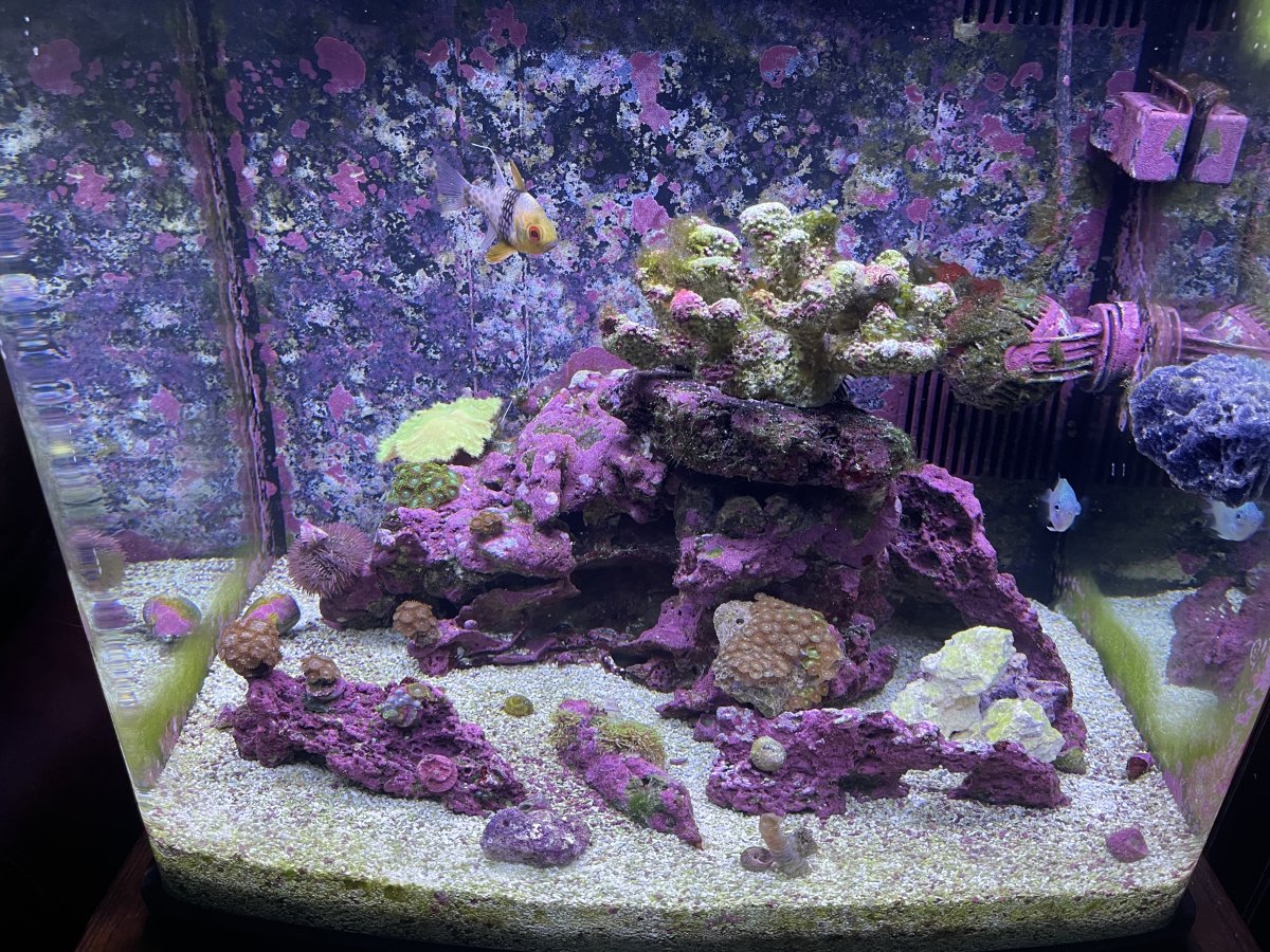 AIO Build - First reef tank! 32 gallon bio cube. | Reef2Reef