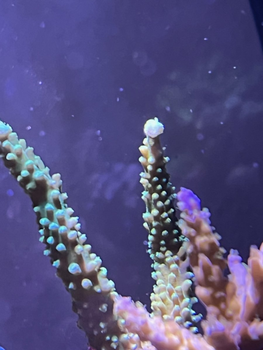 985AFF87-9CD2-4C0D-B80C-2A281C9A2F51.jpeg