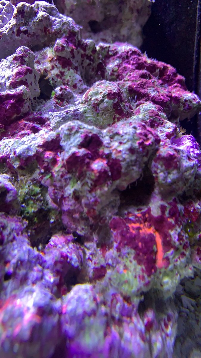 Handcrafted Aquarium Branch Dry Reef Rock - Natural Nano Rocks ...