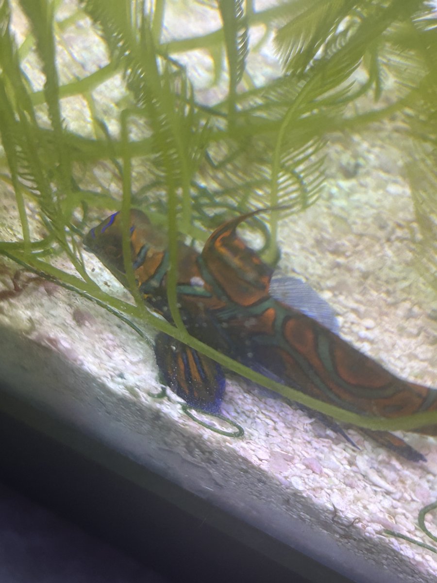 Mandarin troubles | Reef2Reef