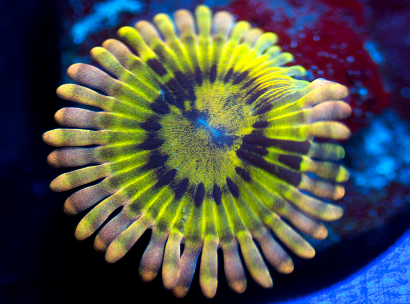 99-289-Pink-Colossus-zoa-B19.jpg