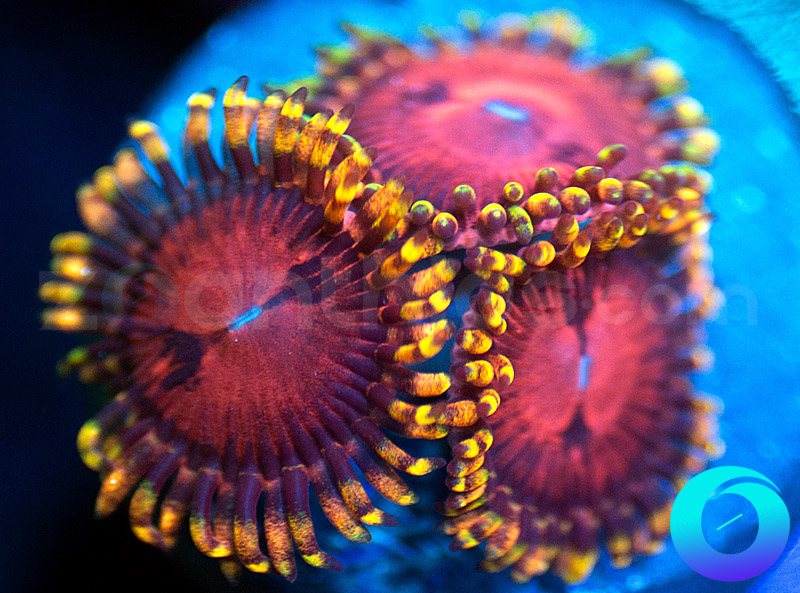 99-296-SBB-Aphrodites-zoa-B125.jpg