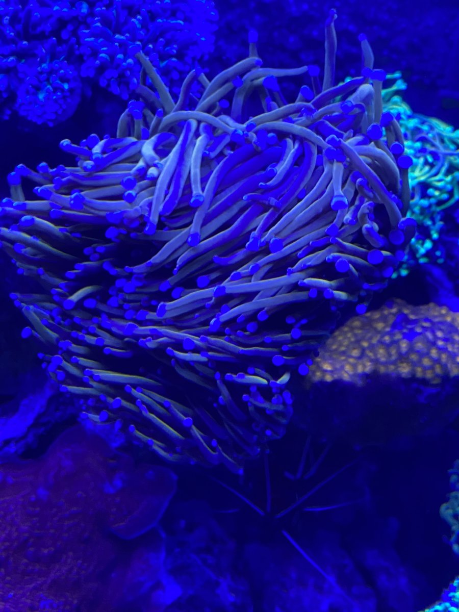 Reef Showcase - 00W's AIO Smorgasbord | Page 1992 | Reef2Reef