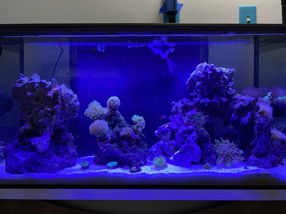 Fluval Flex Owners - Experience, Mods, Advice