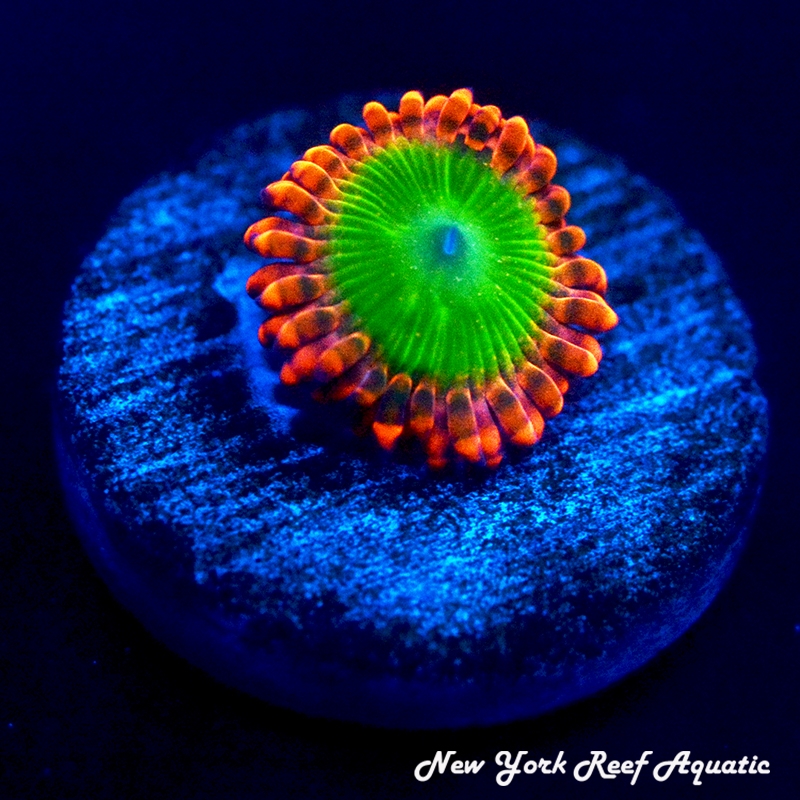 What are the brightest zoa strains under blues? | Reef2Reef