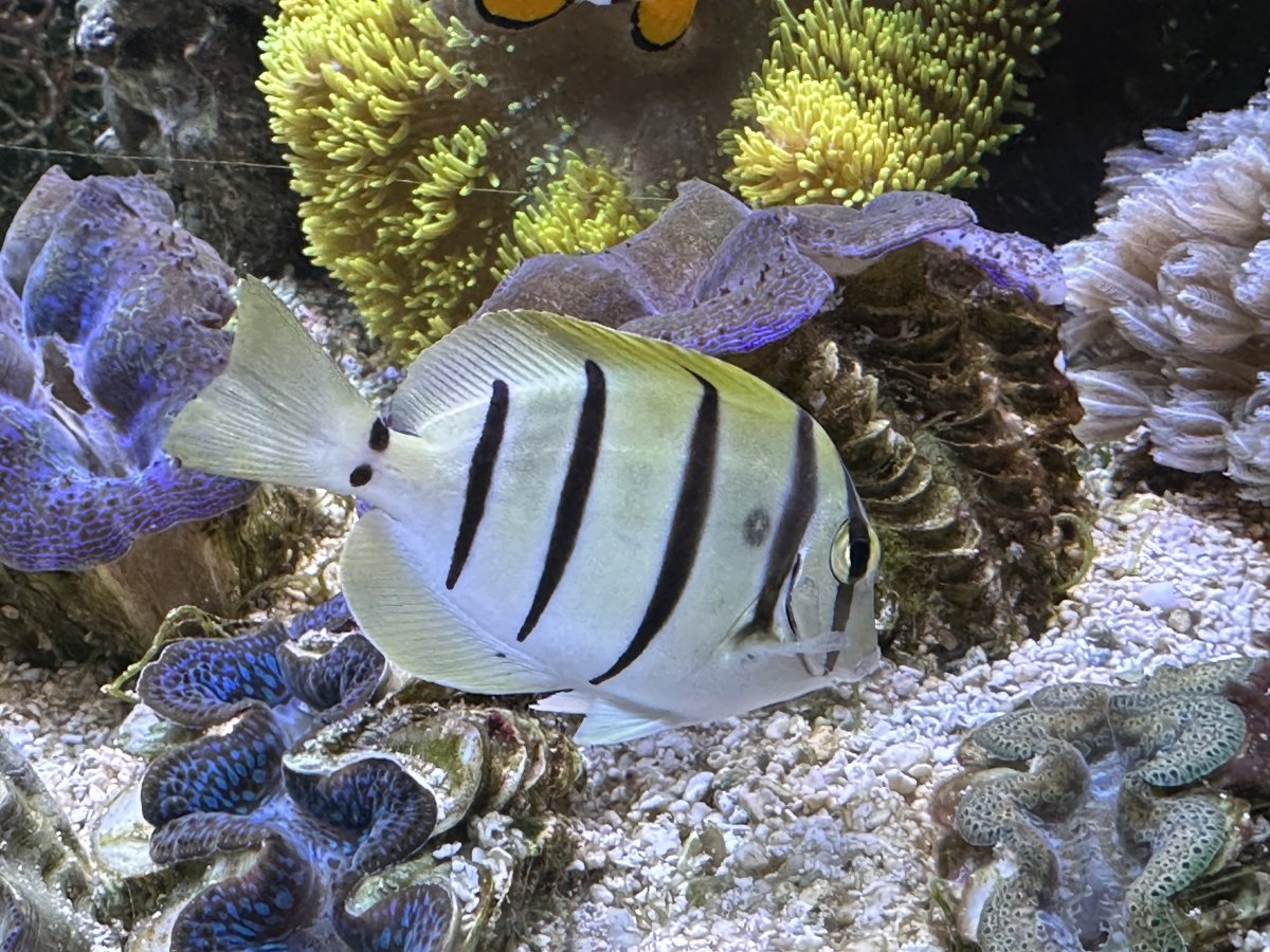 What is this on my tang? | Reef2Reef