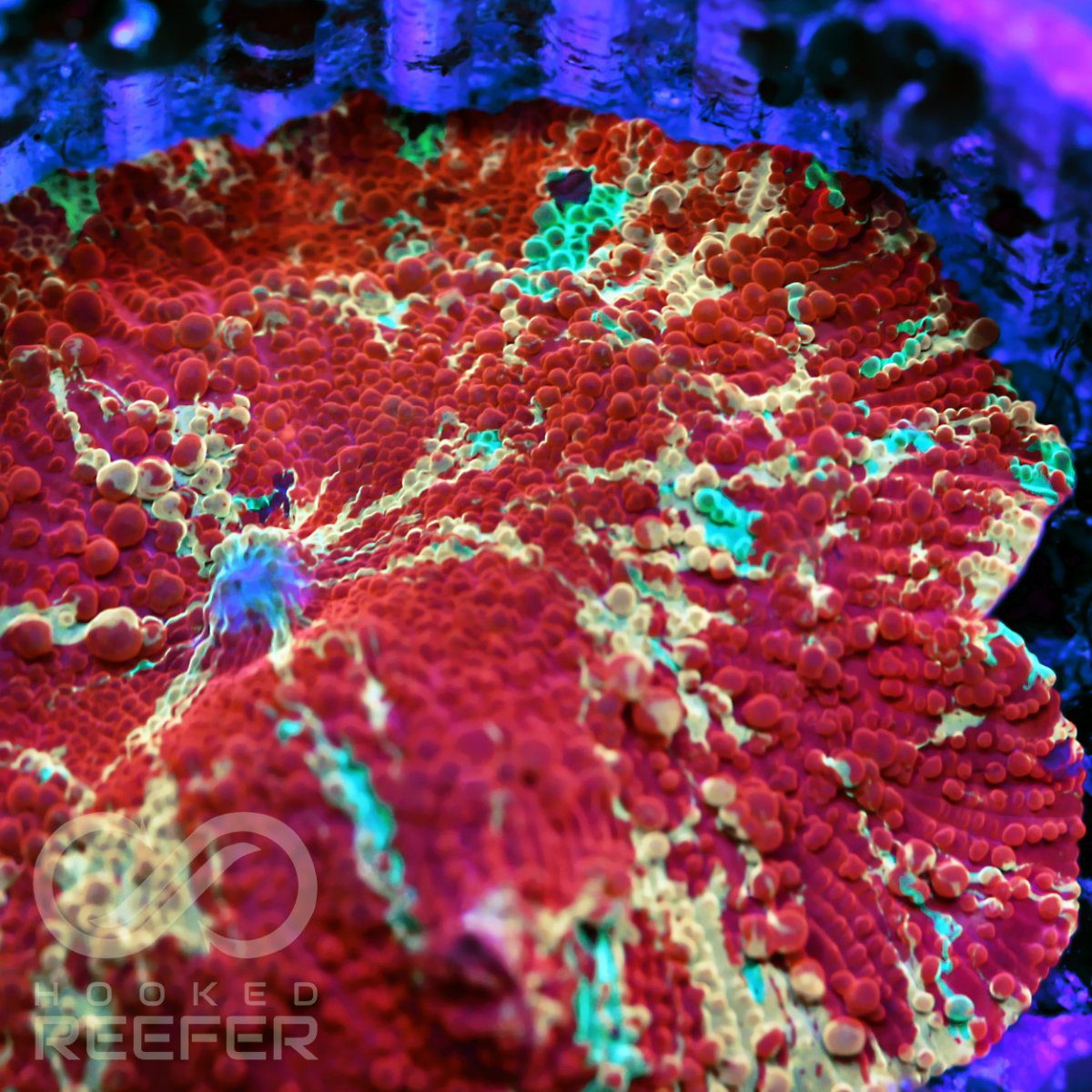 California WTB Purple Monster Jawbreaker Shroom REEF2REEF Saltwater