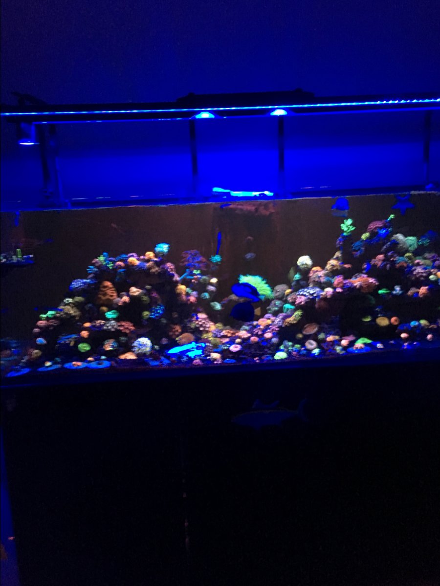 Full Tank Shot Friday!!! | Reef2Reef
