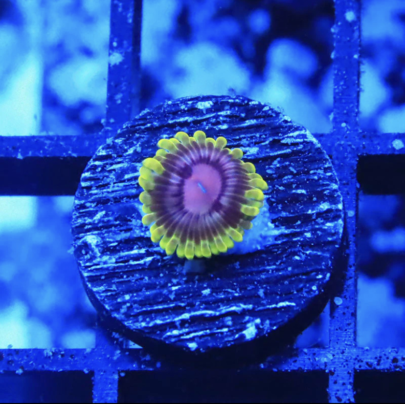 ZOA 　　　　　　　　　　　　　　　　　Z.O.A Metallic Red Zoa (10-15 Polyps colony) | Corals Anonymous