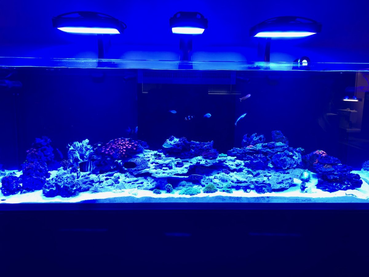 Susan's RS Reefer 3xl 900 Fantasy-Dream Build | Page 6 | Reef2Reef