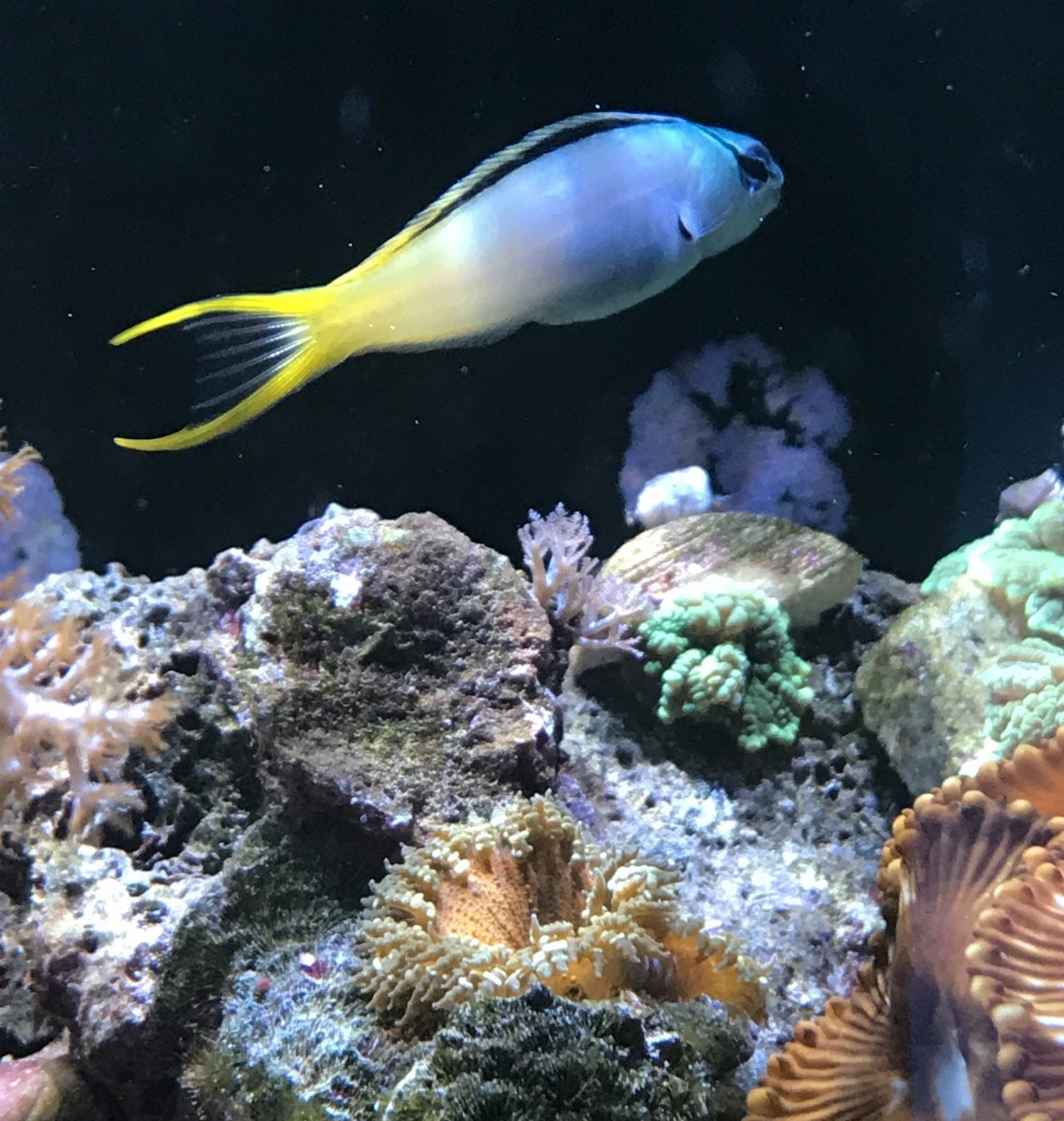 I Found A Beautiful, Small Fish For A Small Reef Tank