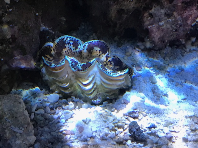 Maxima clam placement?! | REEF2REEF Saltwater and Reef Aquarium Forum