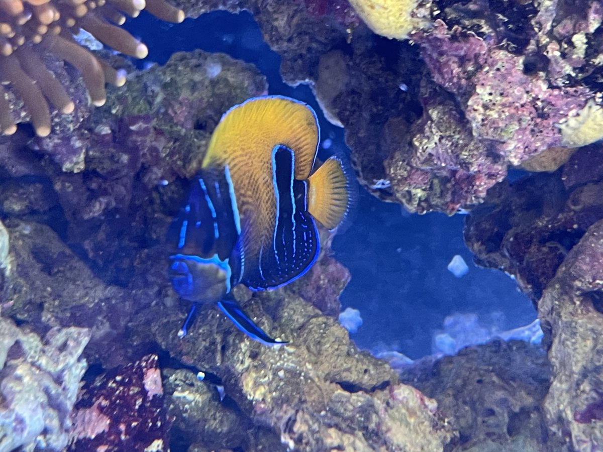 QUESTION OF THE DAY - Marine marvels: Do you keep uncommon fish in your ...