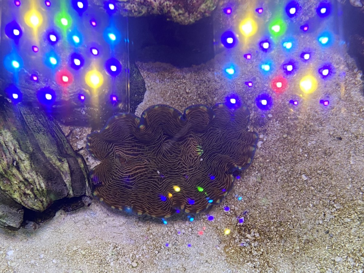 QUESTION OF THE DAY - Who’s in that shell: Can you identify clams ...