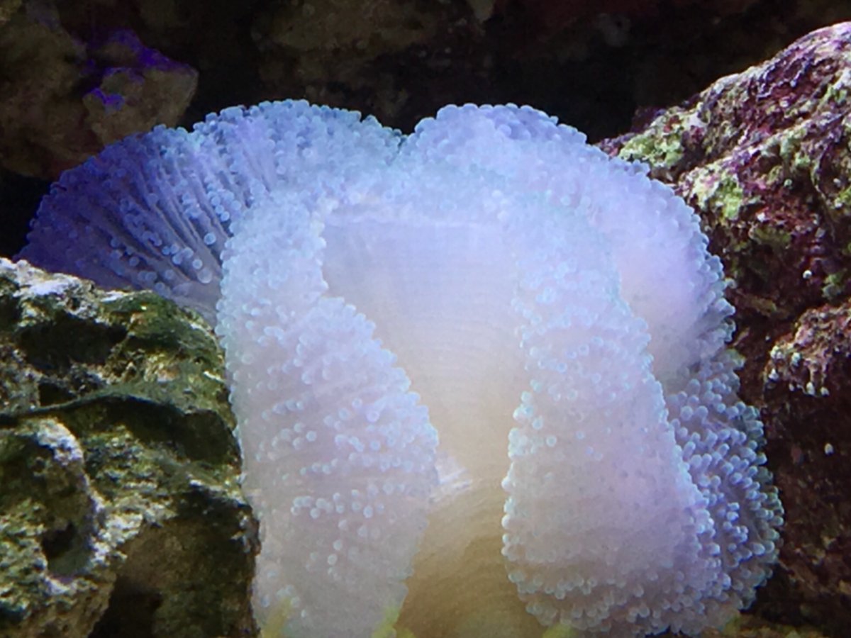 Carpet Anemone For Sale In Uk 22 Used Carpet Anemones