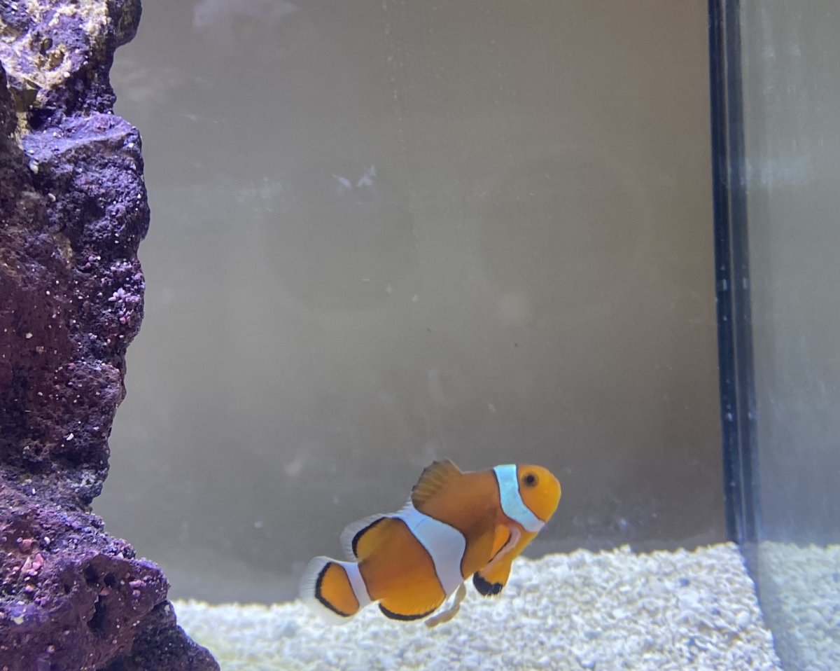 Stuck poop or something else? | Reef2Reef