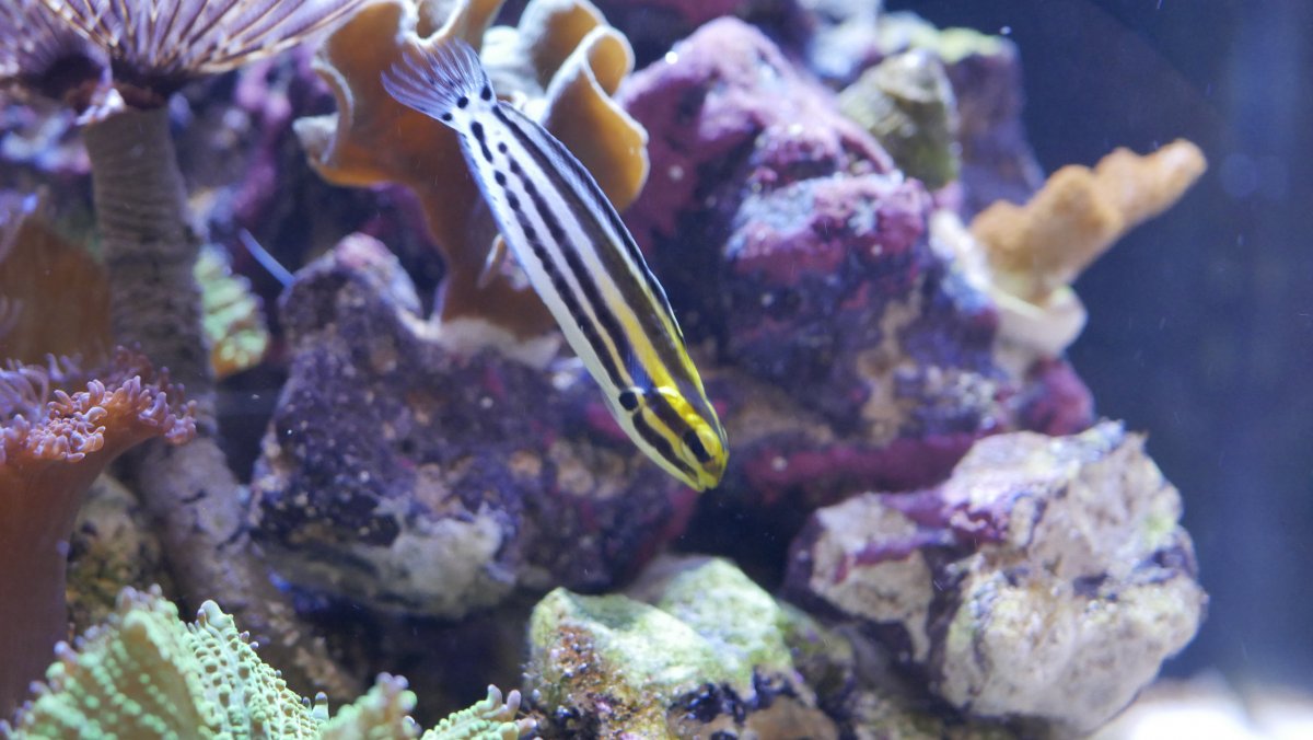 QUESTION OF THE DAY - The TOP 3 fish for your saltwater reef aquarium ...