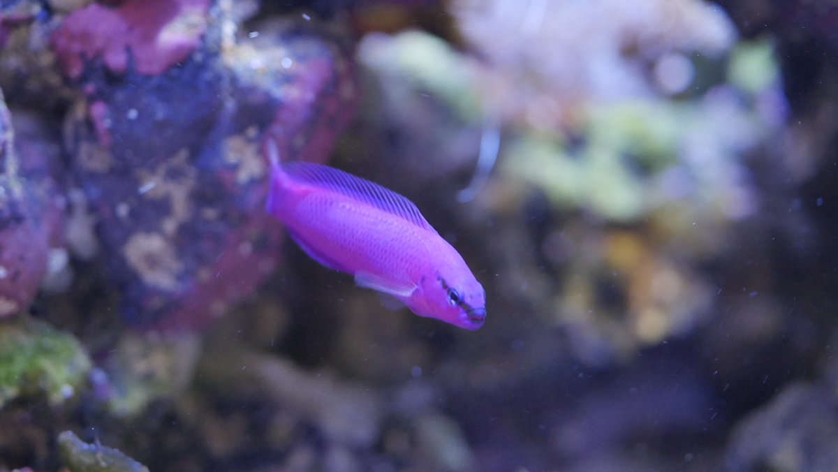 QUESTION OF THE DAY - The TOP 3 fish for your saltwater reef aquarium ...