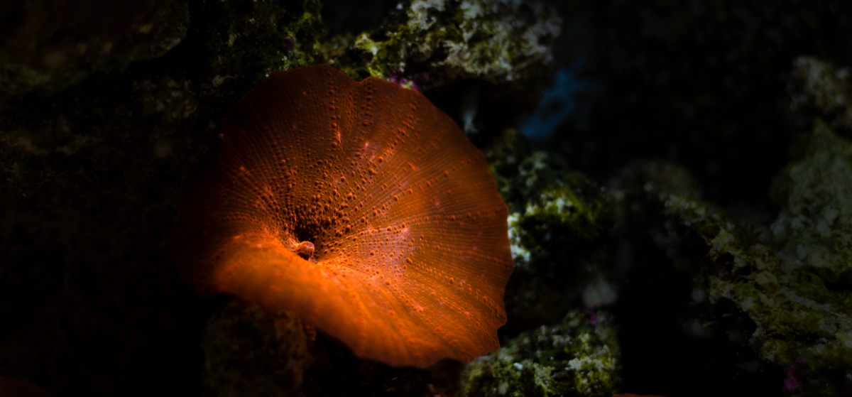 _DSC0026.png