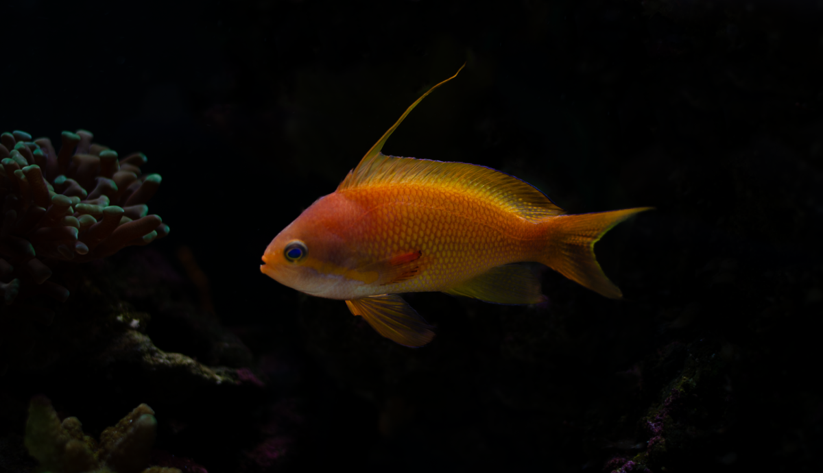 _DSC0036.png