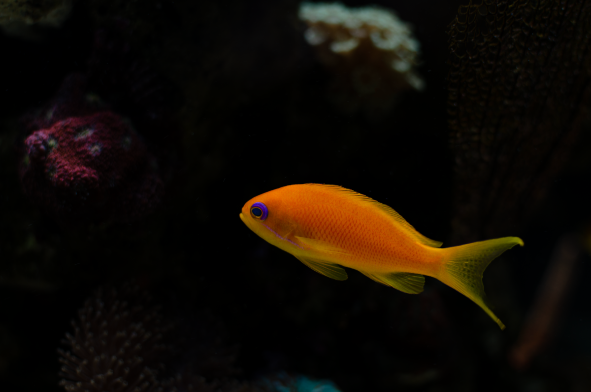 _DSC0040.png