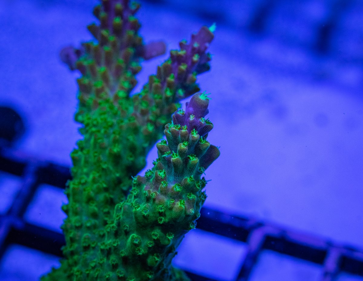 _DSC0087.jpg