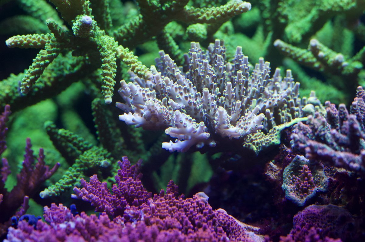 _DSC0194.jpeg