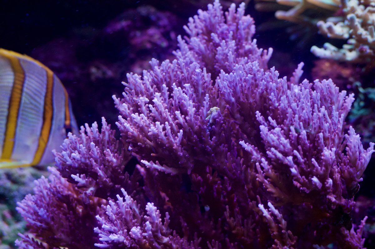_DSC0198.jpeg