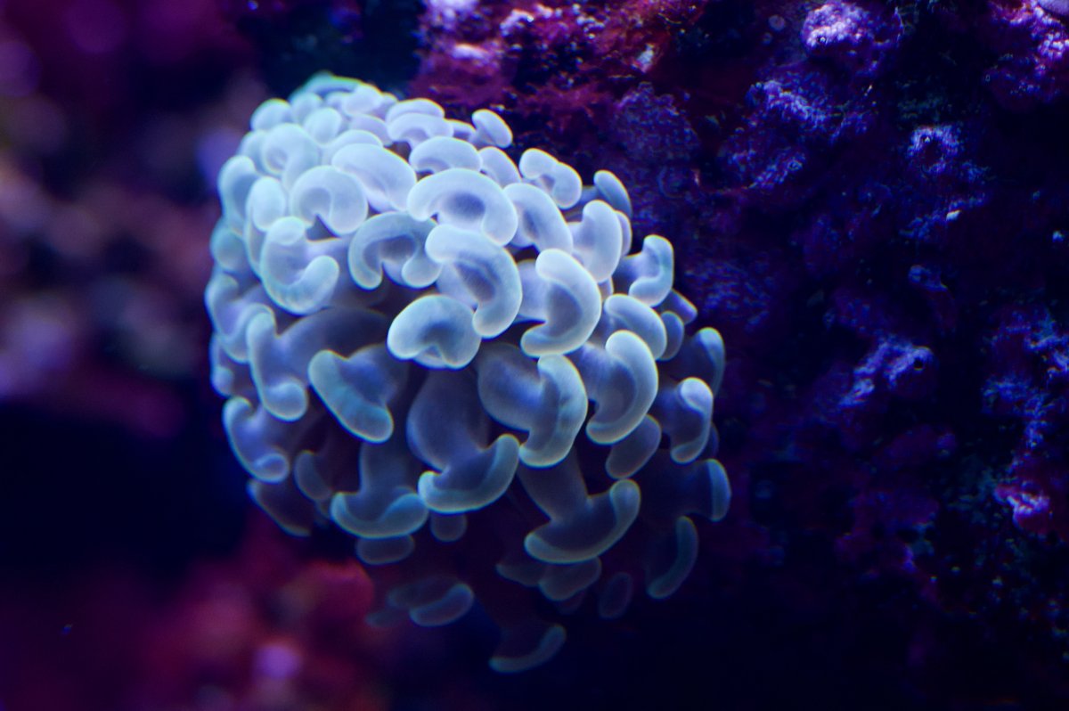_DSC0236.jpeg