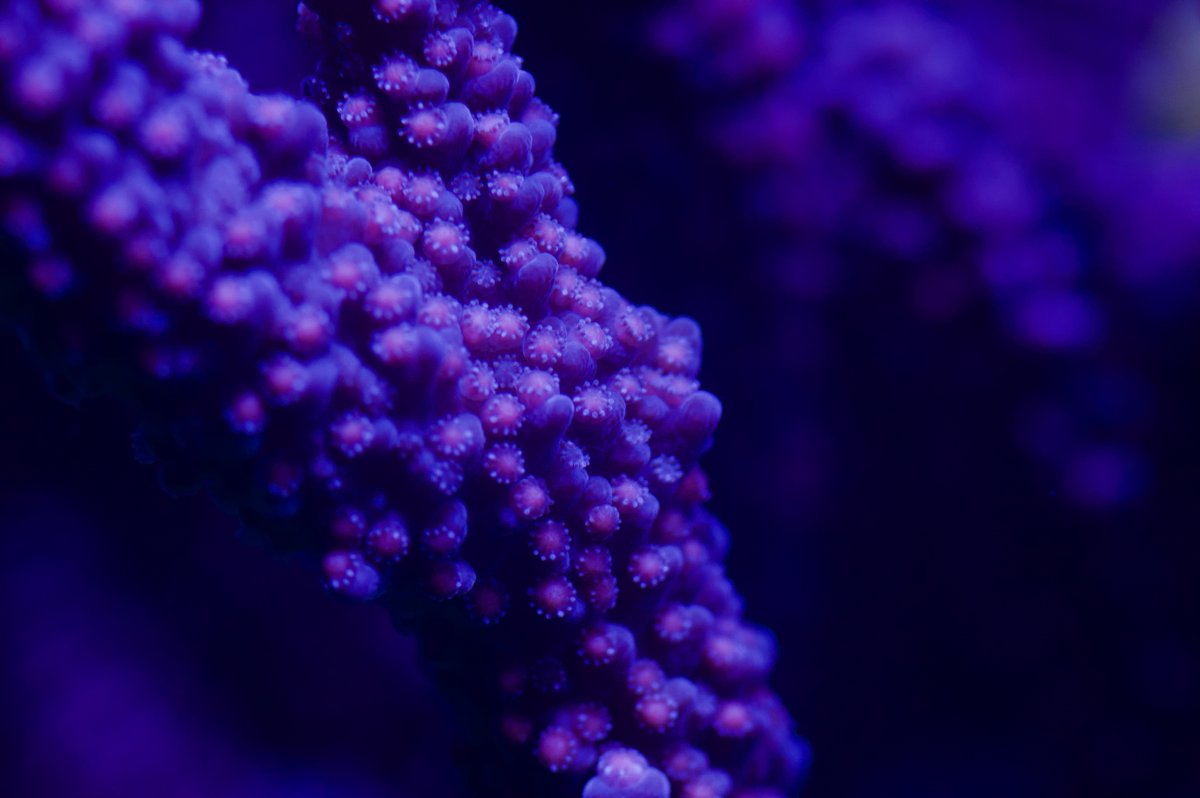 _DSC0248.jpeg
